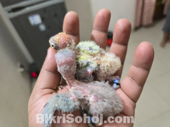 Love Bird (Tame Size Baby)